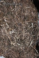 йодированные водоросли